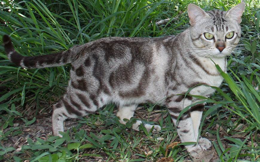 Порода кошек австралийский мист: описание дымчатой кошки, характер