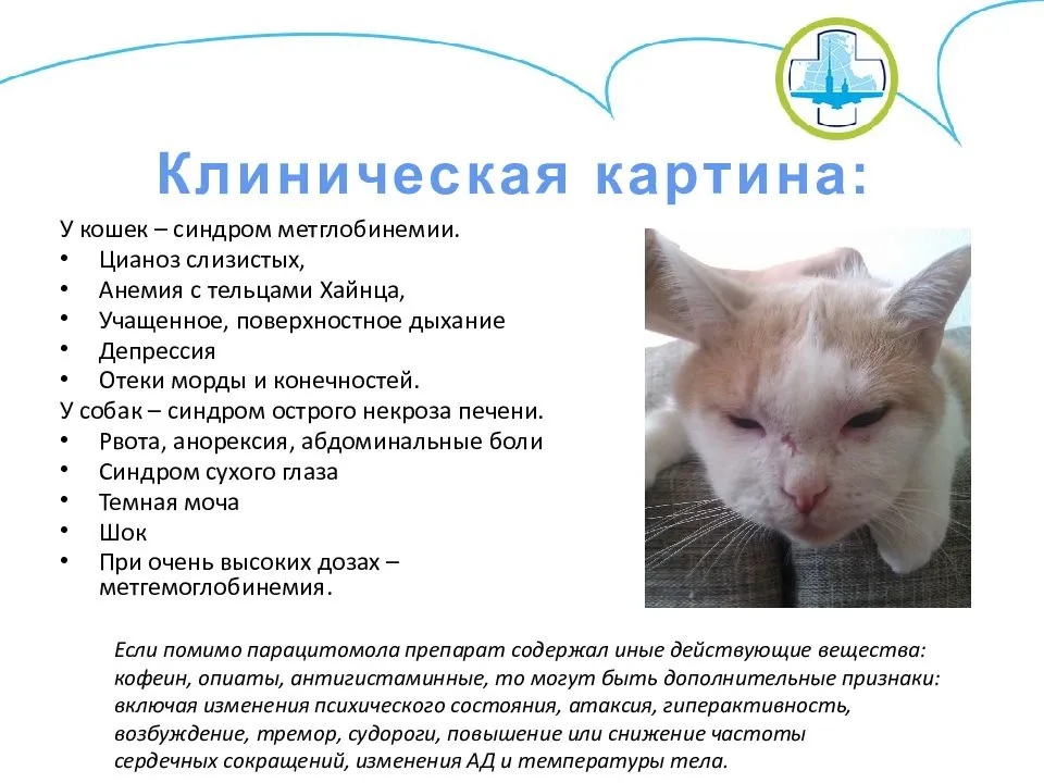 Отравление у кошки — симптомы | ветмед