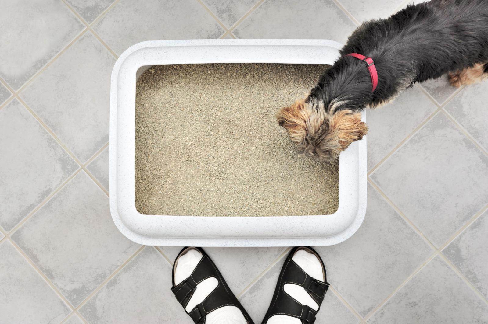 4 шага как приучить щенка к туалету – инструкция по уходу
