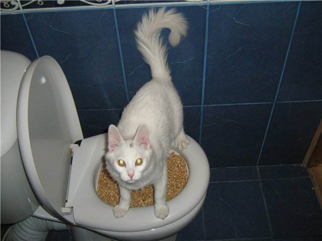 Почему кошка мало ходит в туалет, и что делать в этом случае?