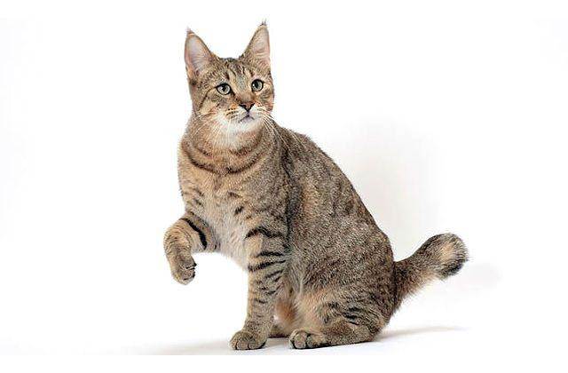Порода кошек пиксибоб: описание, характер, особенности ухода и питания