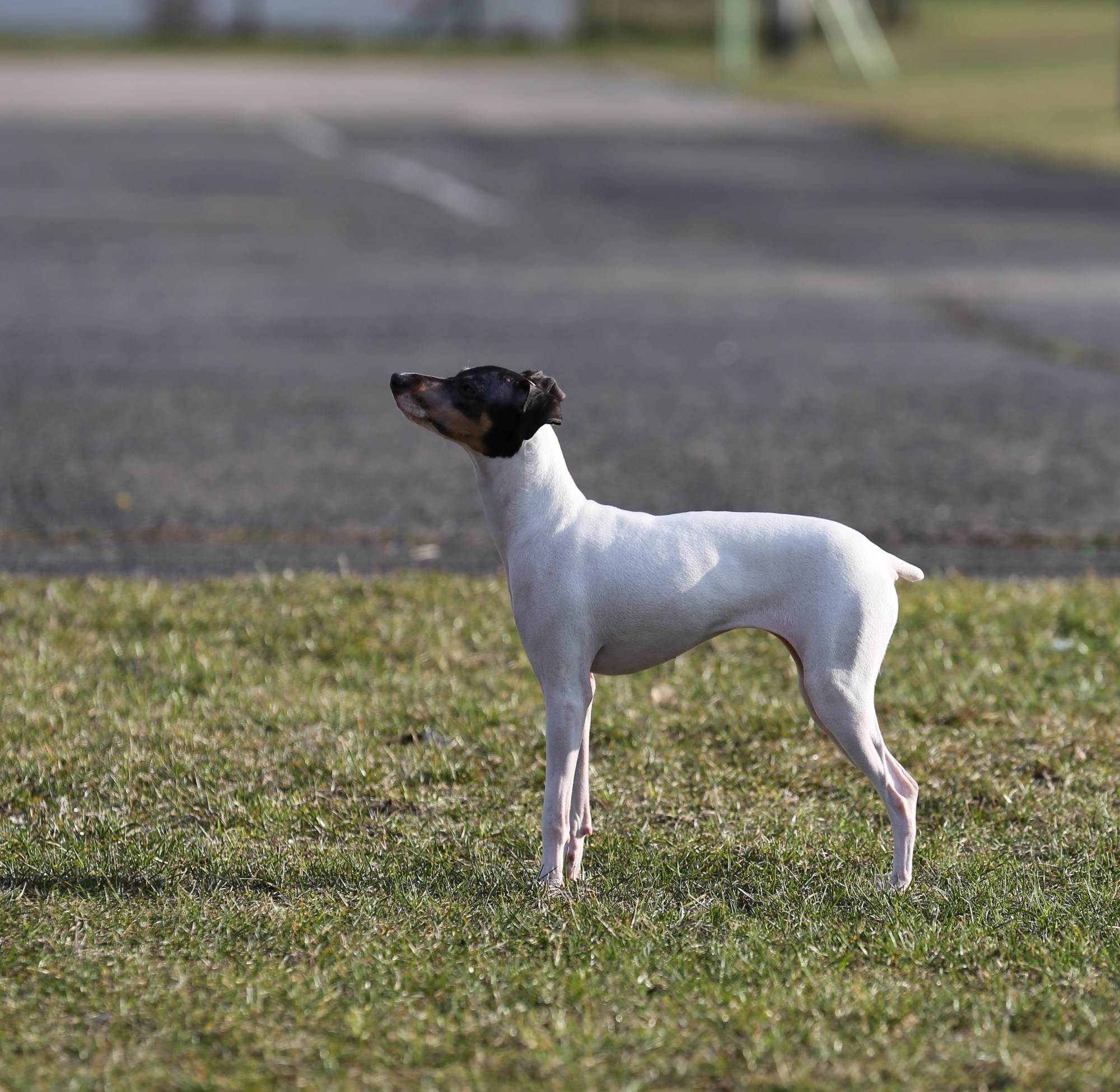 Йоркширский терьер мини (супер мини): все о породе карликовой собаки, фото, характер, размер