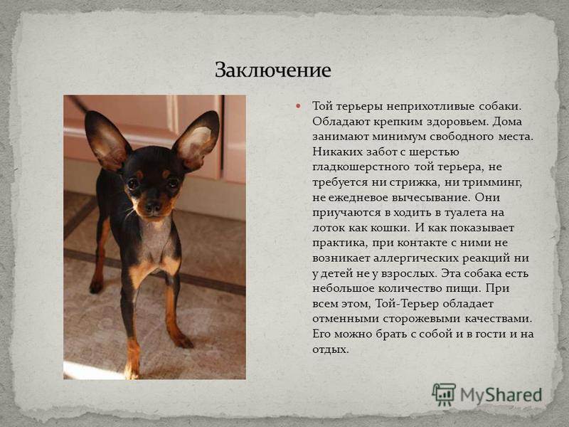 Русский той терьер — описание породы и характера (с фото) | все о собаках