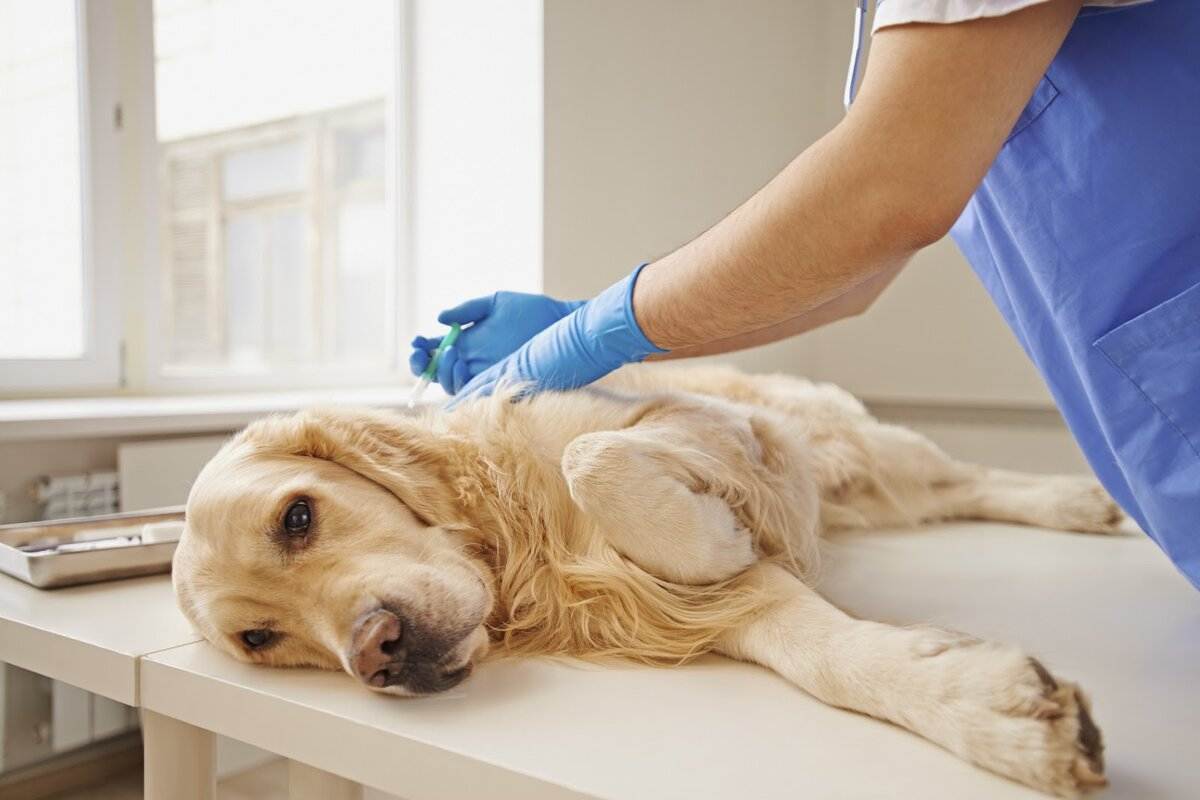 Кастрация собаки: влияние на здоровье и поведение﻿