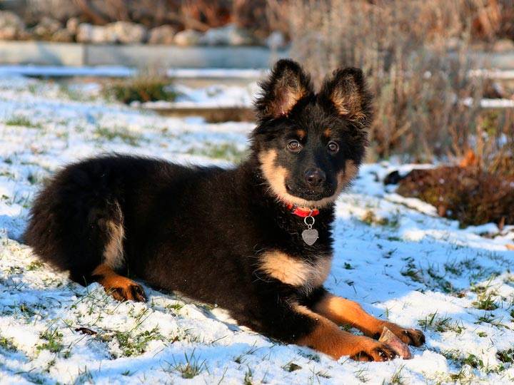 Пастушьи собаки: топ-15 пород с фотографиями, названиями и описанием