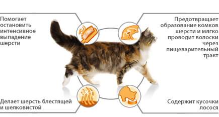 Чем опасна шерсть в желудке у кошки? как помочь кошке самостоятельно? | дети фауны