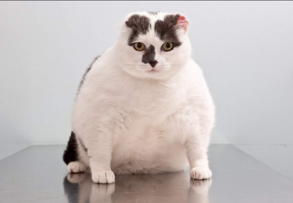 Ожирение у домашних животных