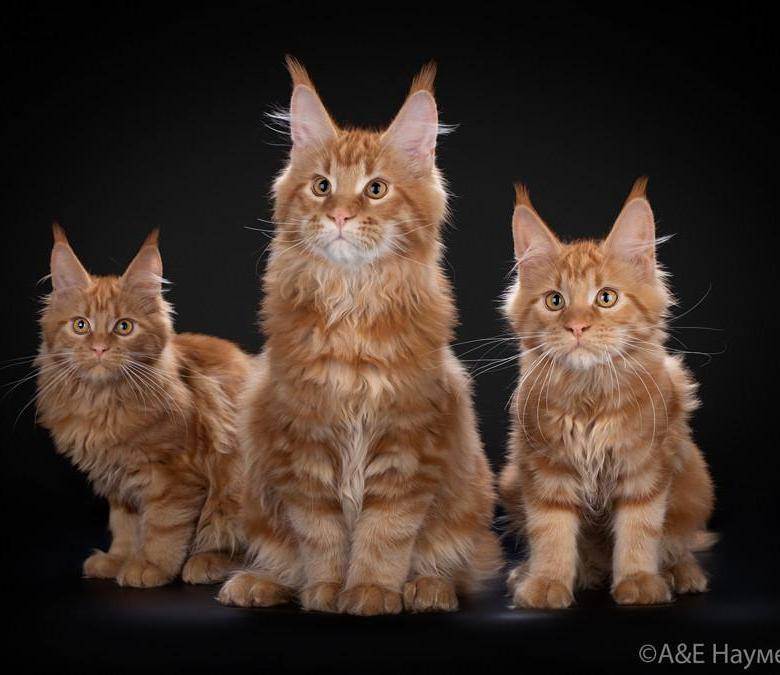 История происхождения породы мейн-кун, как и откуда появилась порода кошек мейн-кун