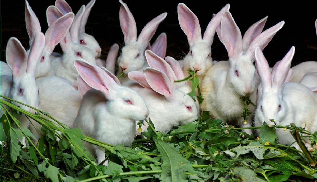 Кролики: описание и особенности жизни, интересные факты