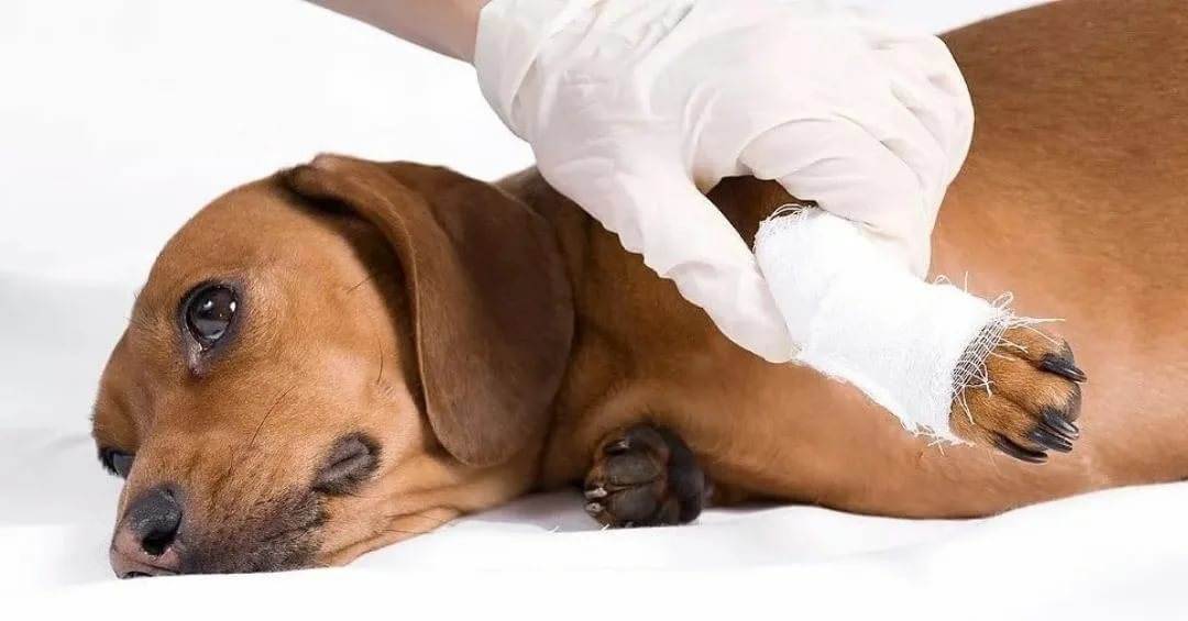 Ожог у собаки: виды, причины, лечение и профилактика