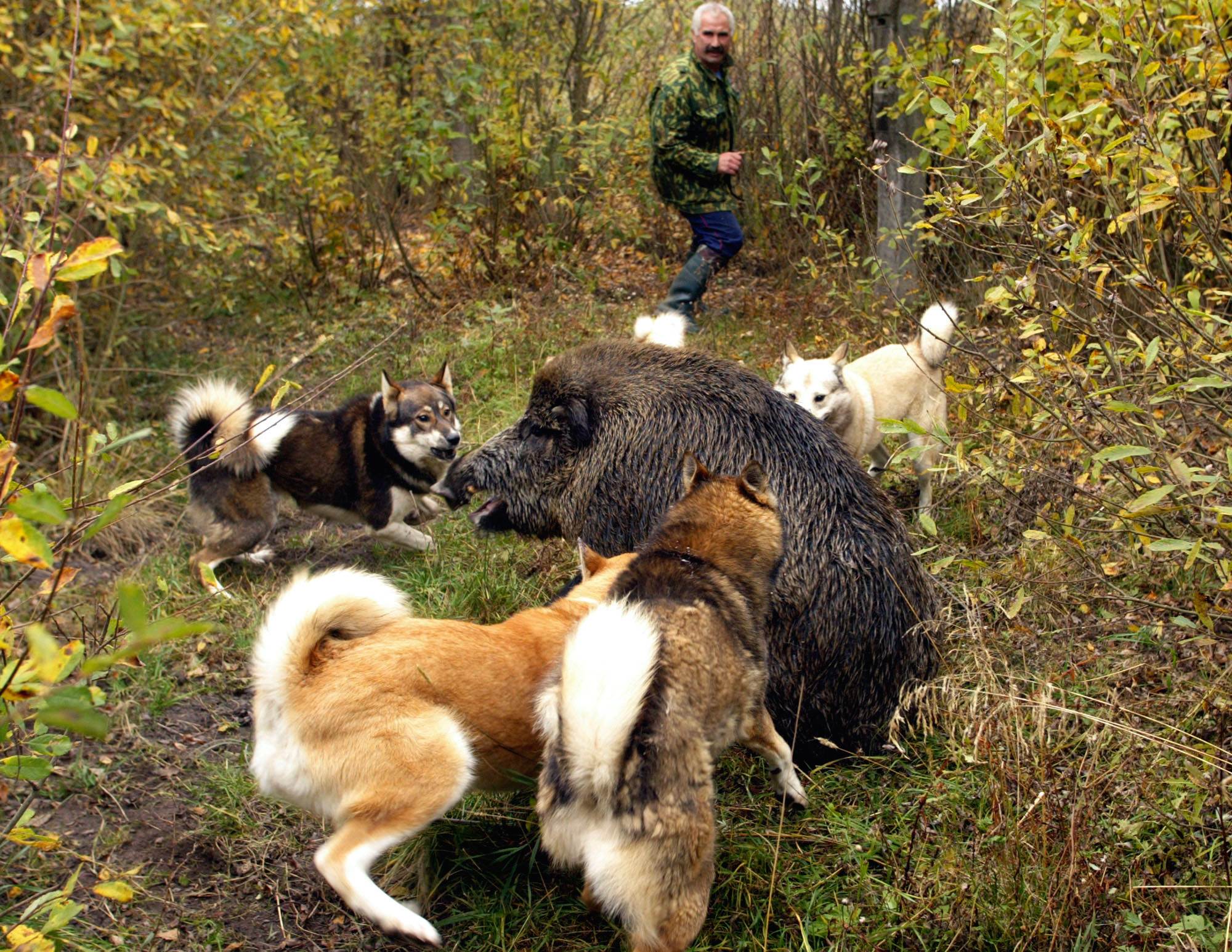 Самые популярные породы охотничьих собак