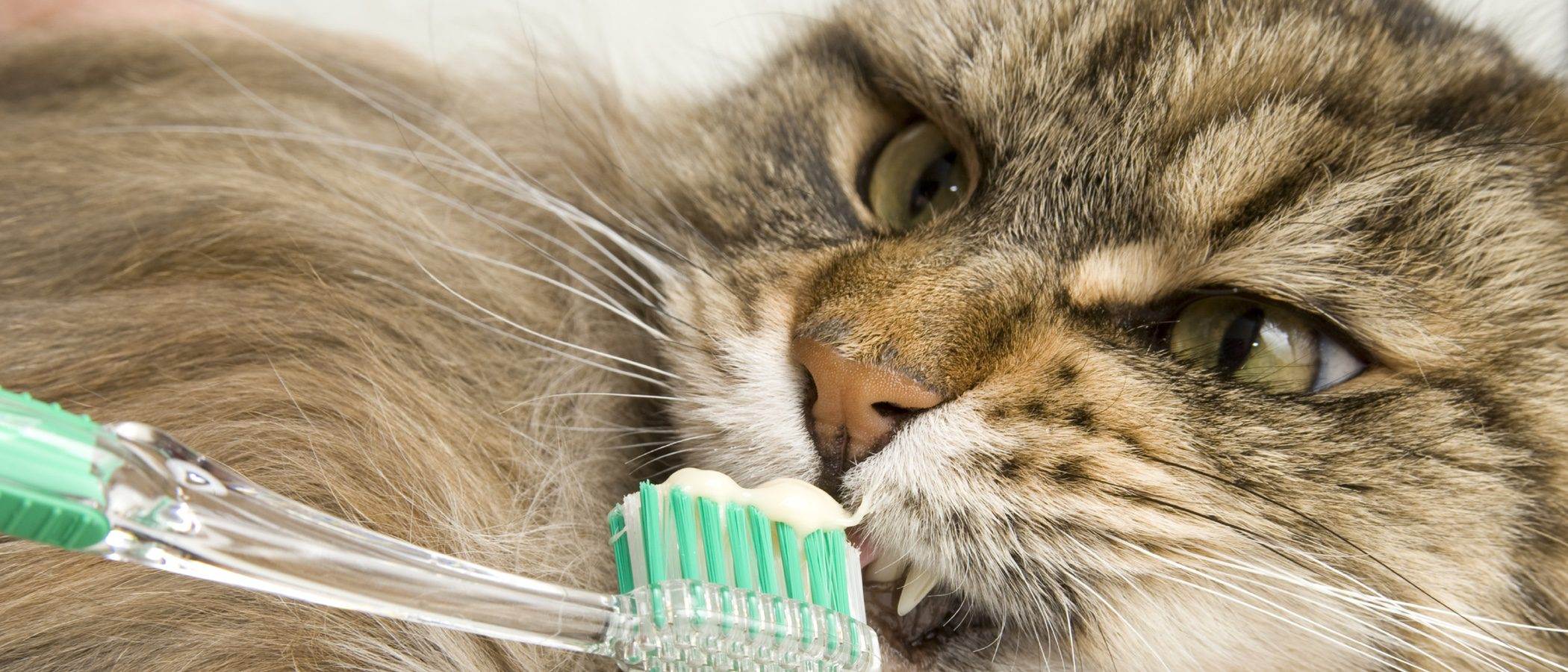 Чистка зубов кошке: как провести процедуру самостоятельно и не быть расцарапанным