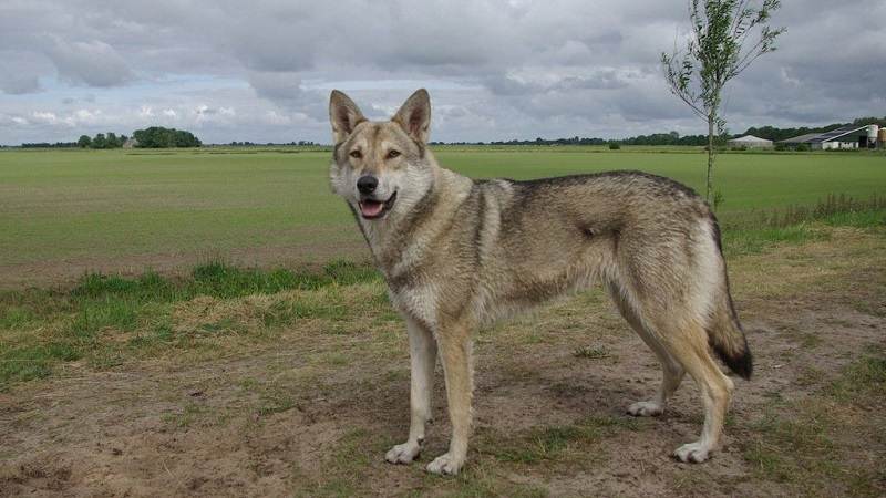 Описание чехословацкой волчьей собаки, стандарт породы, особенности содержания чешского влчака и уход за питомцем