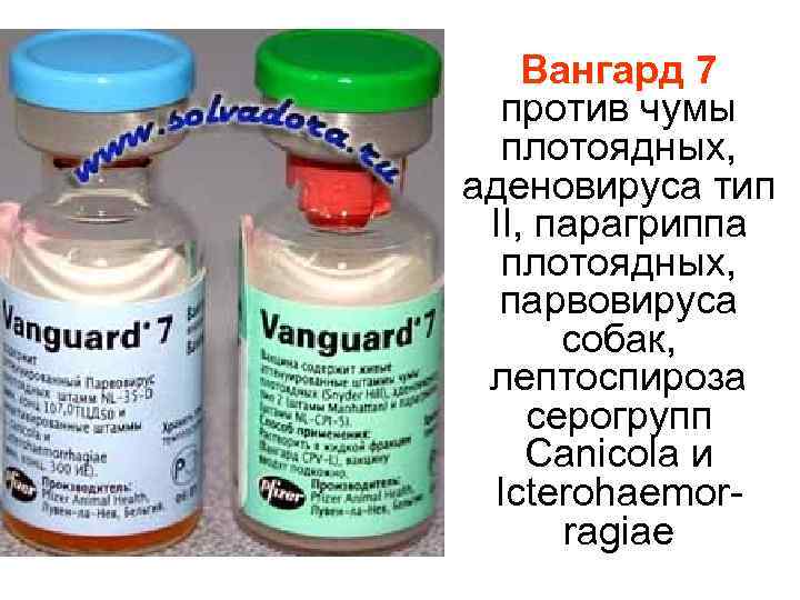 Вангард 7 │ инструкция по применению для собак вакцина вангард 7 │ отличия и сходства