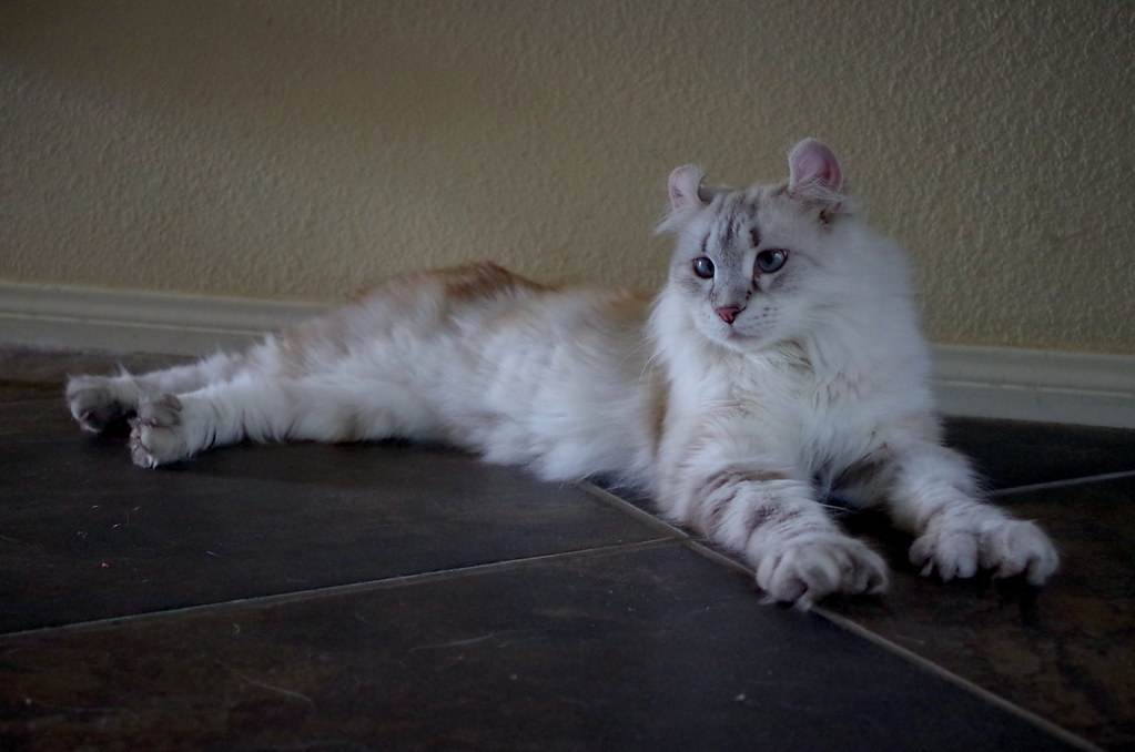 Хайленд (хайленд линкс): описание породы кошек, уход фото, цена