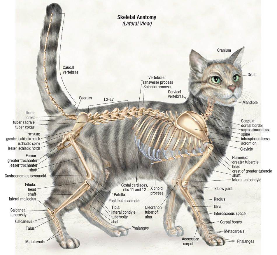 Немного анатомии: из чего состоит скелет кошки