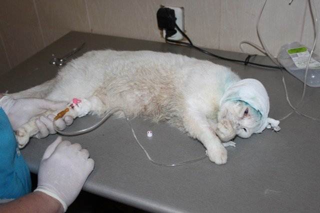 Варианты усыпления кошки: методы эвтаназии без ветеринара и в домашних условиях