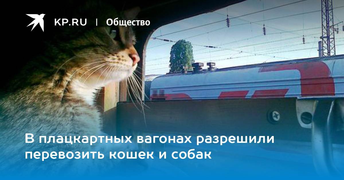 Описание важных правил при перевозке кошек в поездах ржд дальнего следования