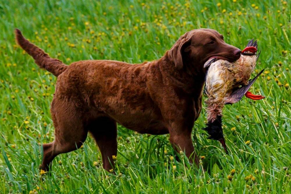 Чесапик бей ретривер: фото редкой породы собак, особенности характера и поведения