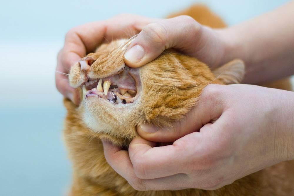 Калицивироз у кошек и котят. лечение, причины, симптомы. беларусь.