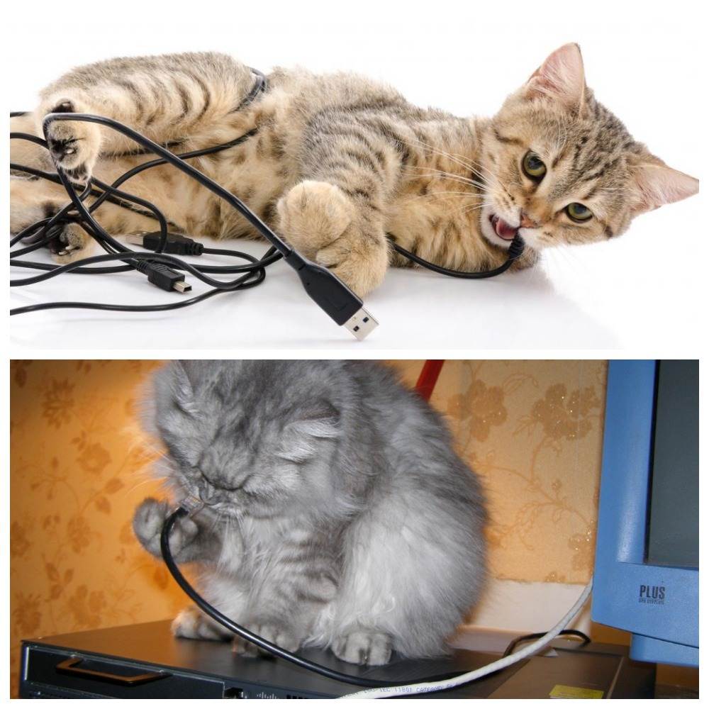 Как отучить котенка грызть провода — уход и воспитание