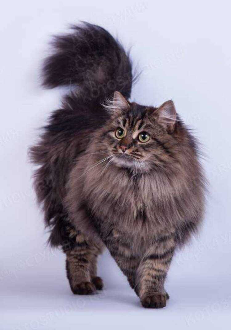 длинношерстные кошки фото