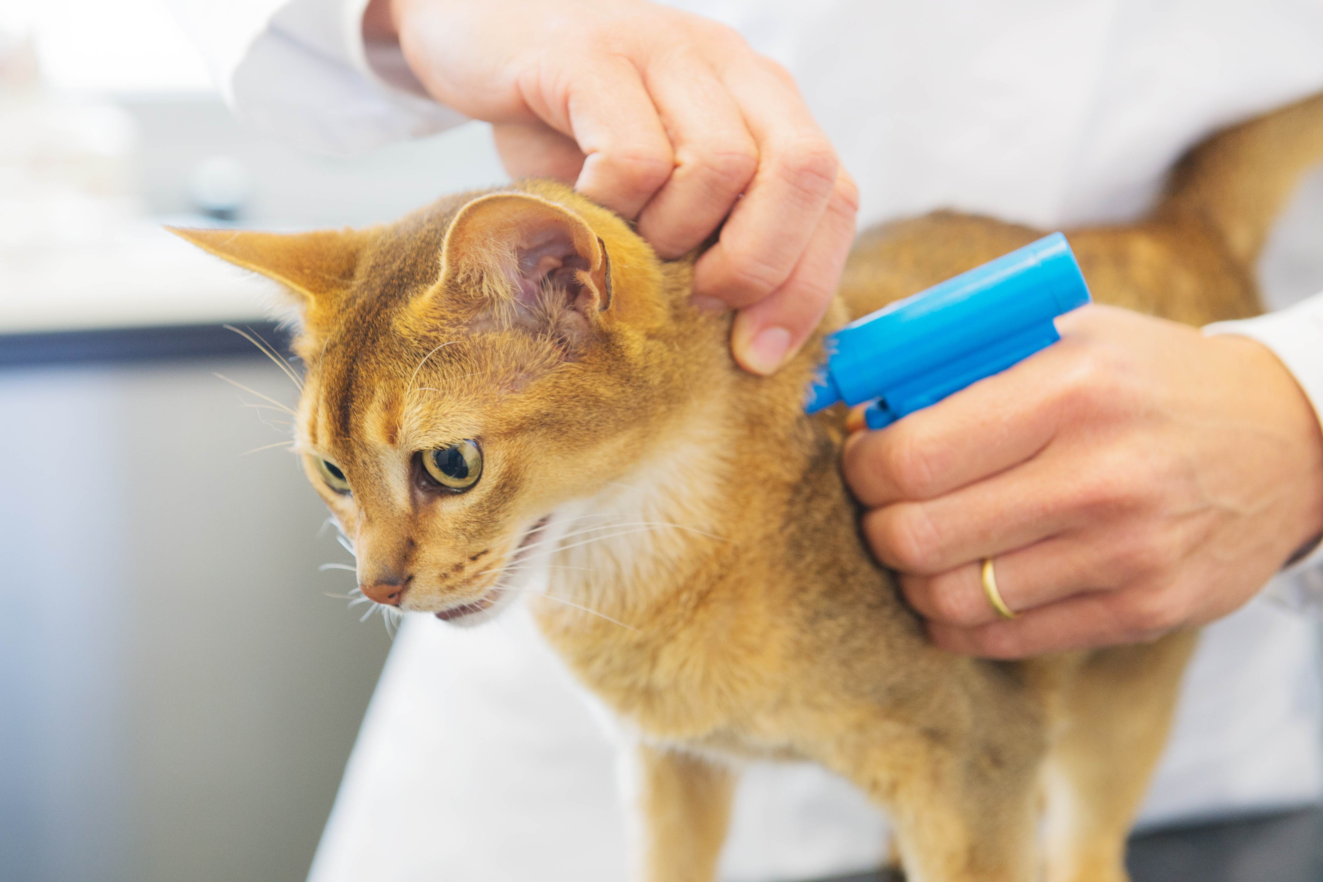Чипирование кошек: преимущества и недостатки, этапы проведения, поиск животных по чипу