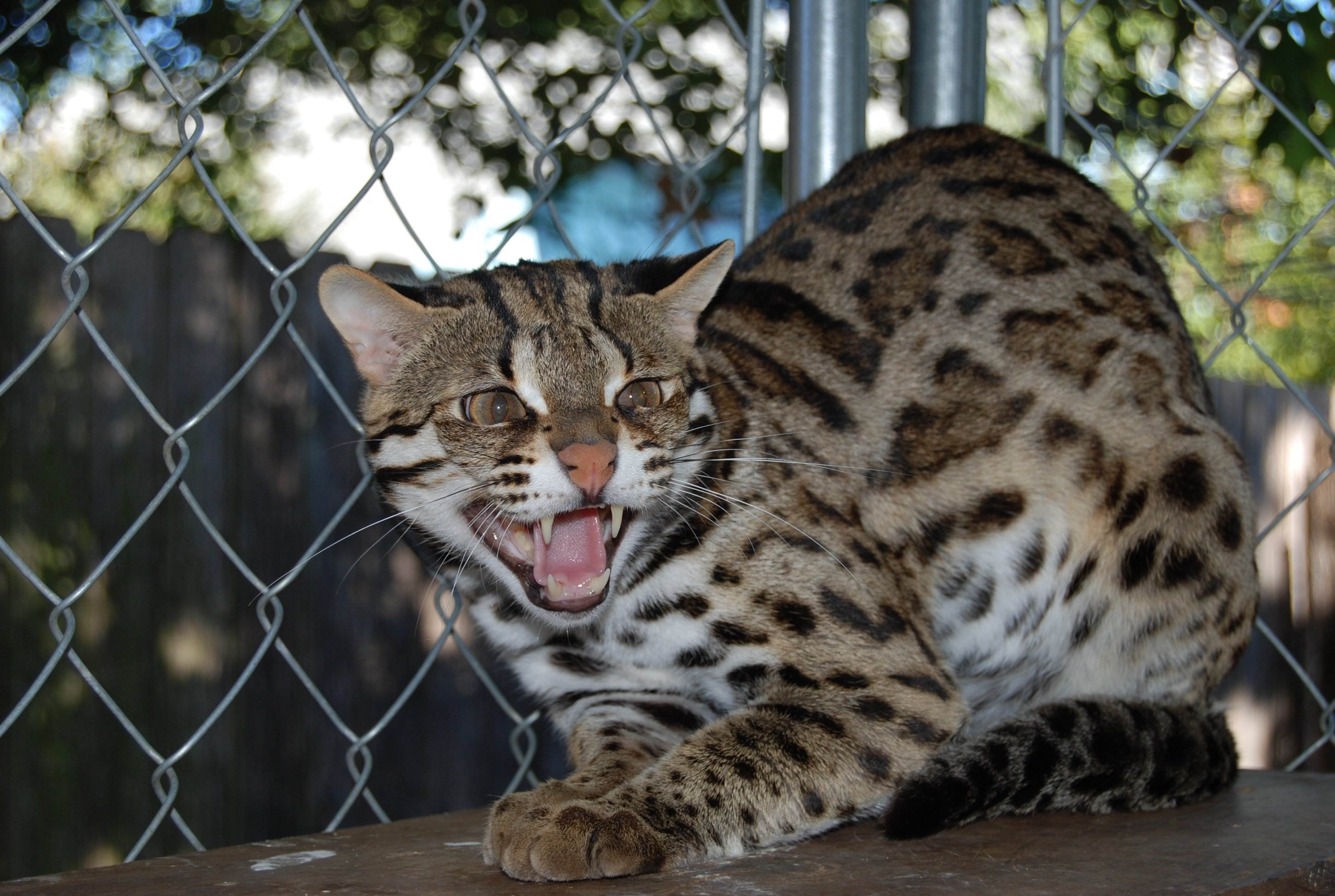 Пятнистые кошки: топ 20 пород, похожих на леопарда, 50 фото