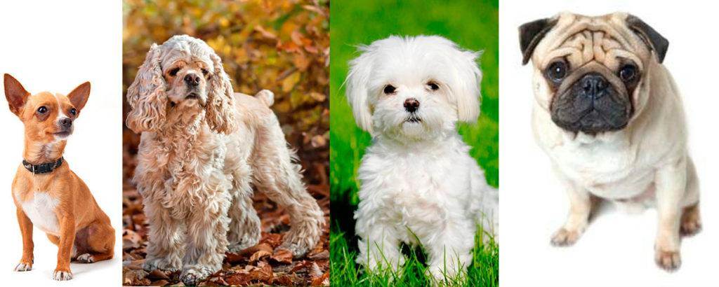 Самые дорогие породы собак. самая дорогая порода собак в россии - лучшие топ 10