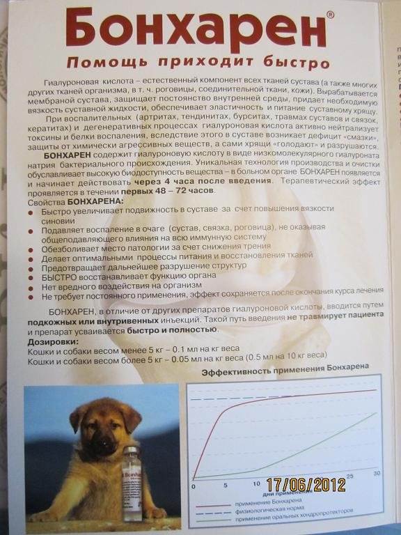 Бонхарен для собак: описание, отзывы, способ применения