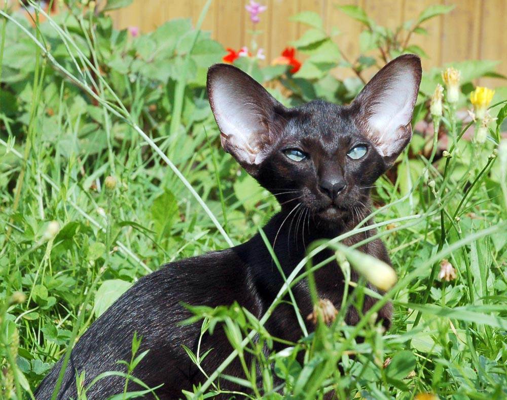 Ориентальная кошка - 83 фото крайне разговорчивой породы