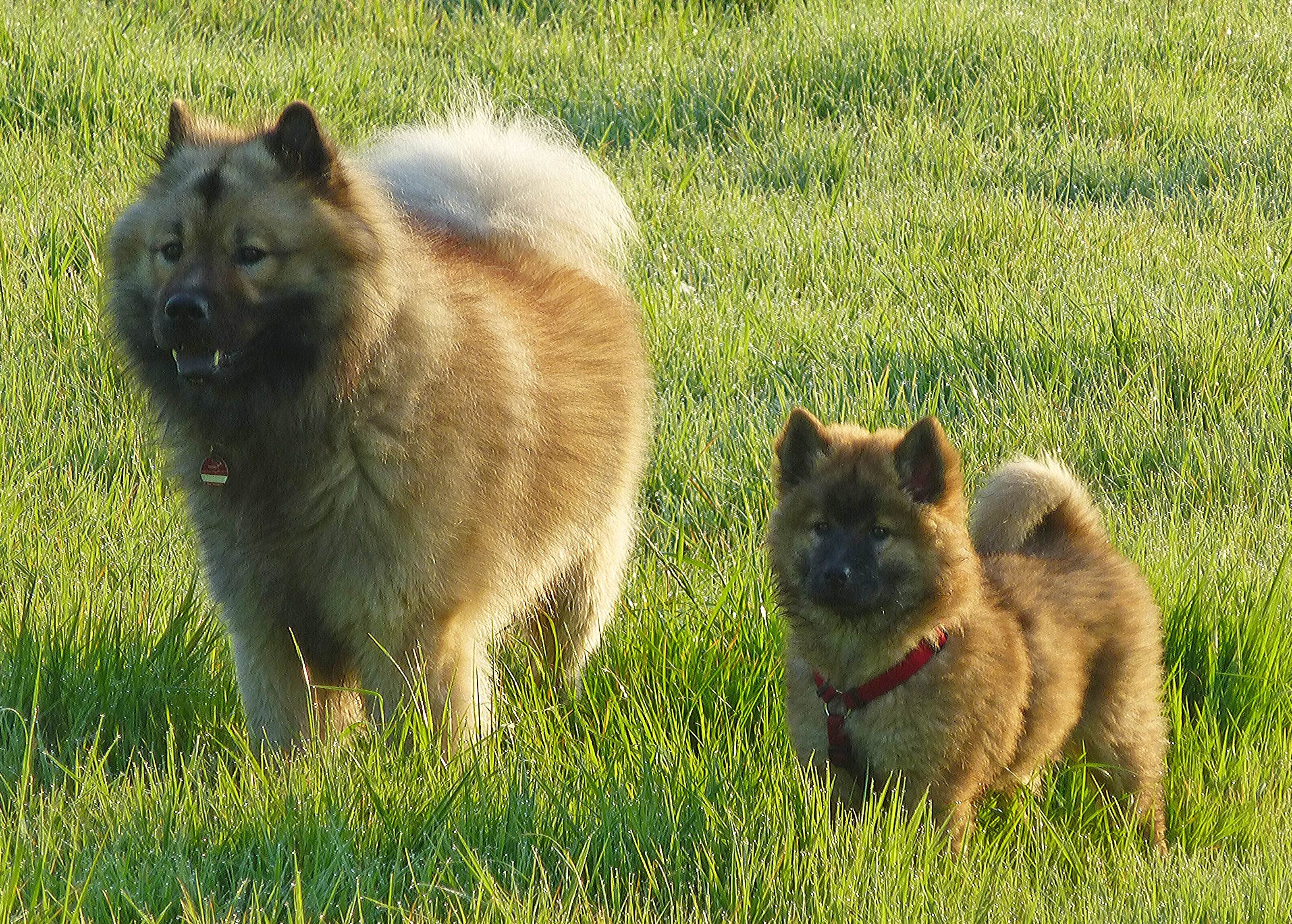 Евразиер (евразийская собака, ойразиер): описание породы с фото и видео