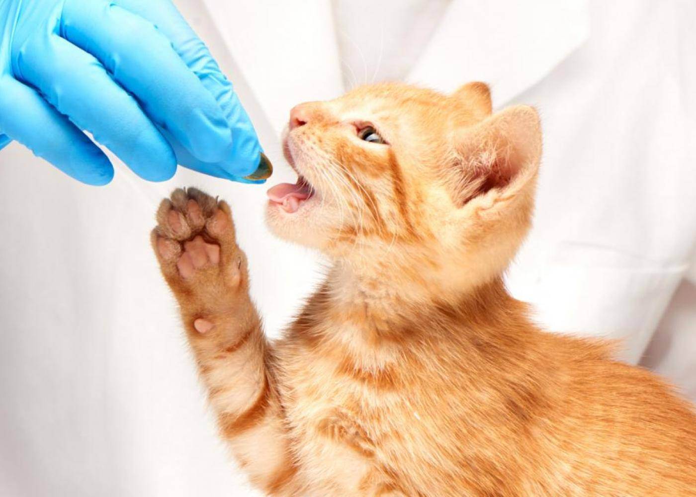 Токсоплазмоз у кошек: симптомы, лечение | zoosecrets