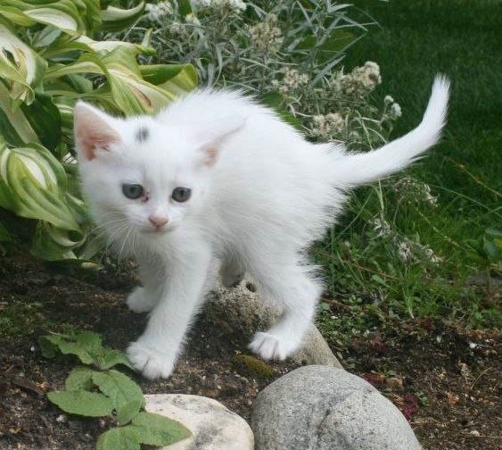 Особенности содержания белой кошки: плюсы и минусы