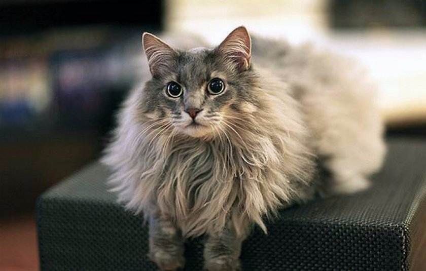Длинношерстные породы кошек, их названия и фото, советы по уходу за ними