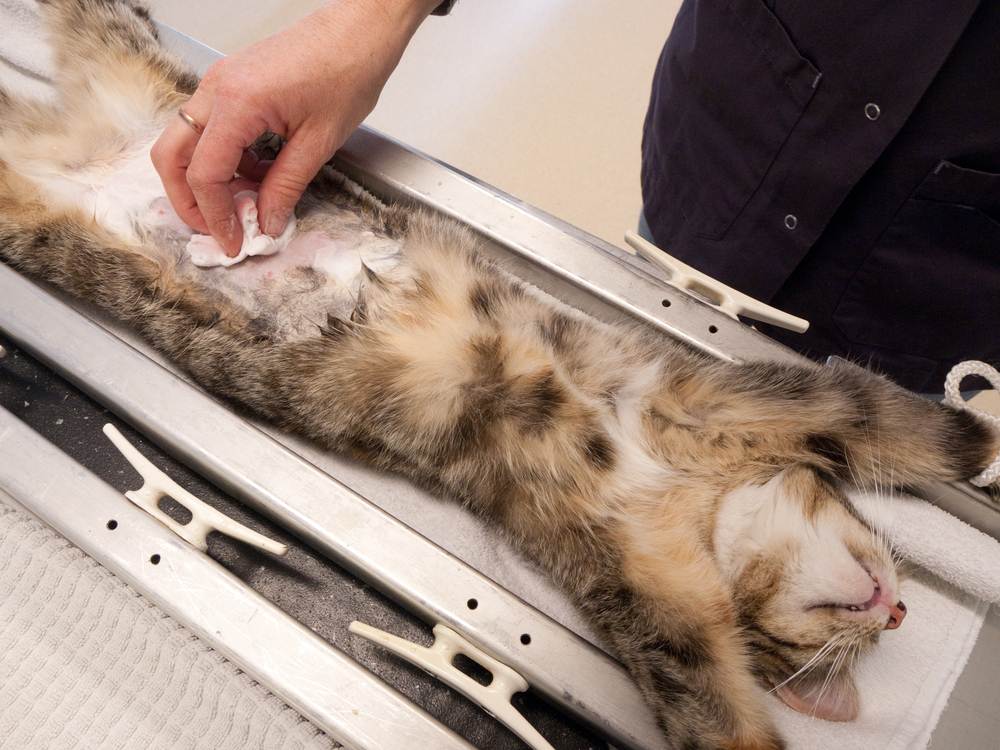 Как ведет себя кошка после стерилизации
