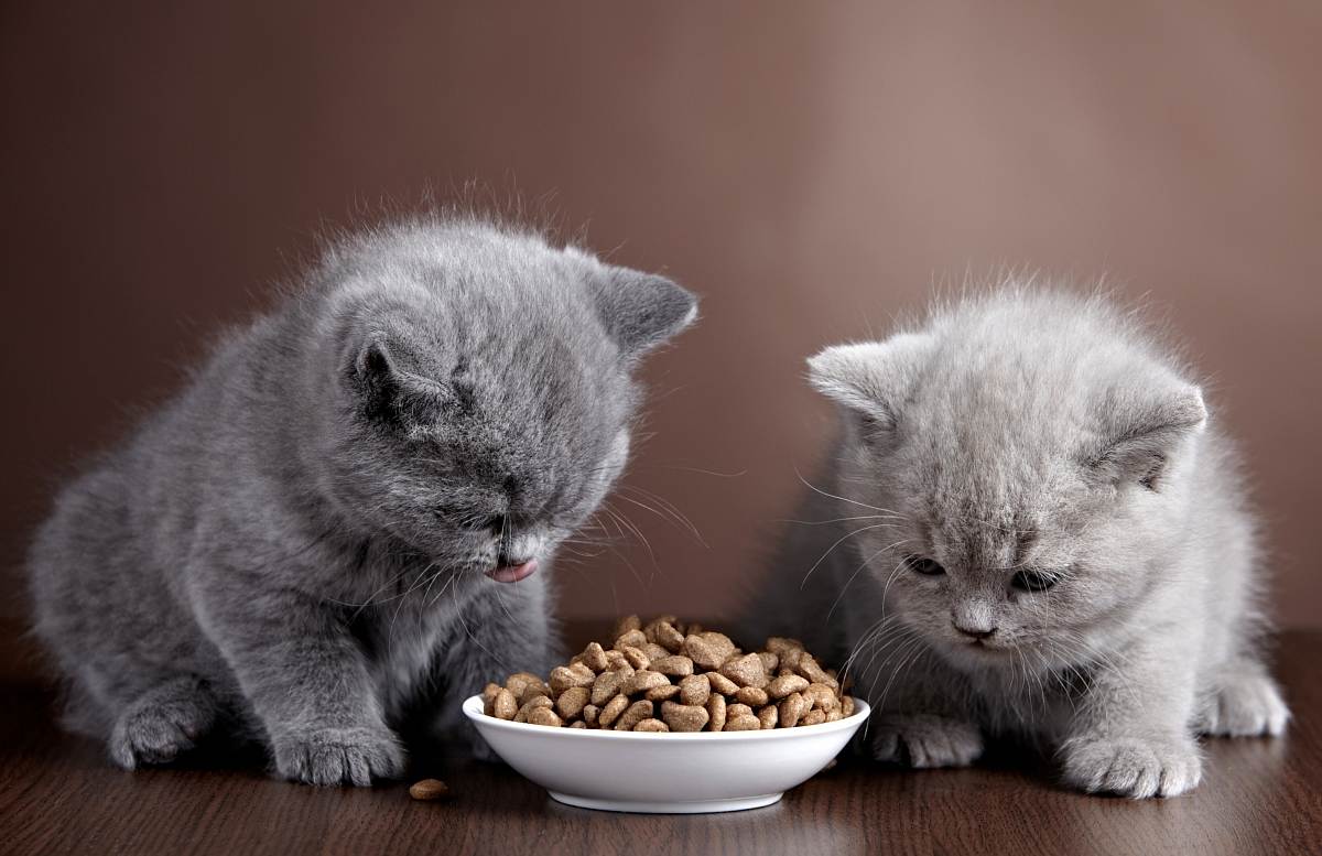 Как кормить кошек британской породы в домашних условиях: рацион и выбор корма, советы ветеринаров
