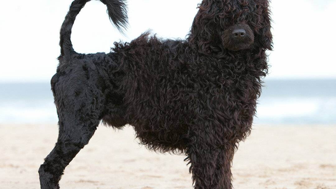 ᐉ описание породы португальская водяная собака - ➡ motildazoo.ru
