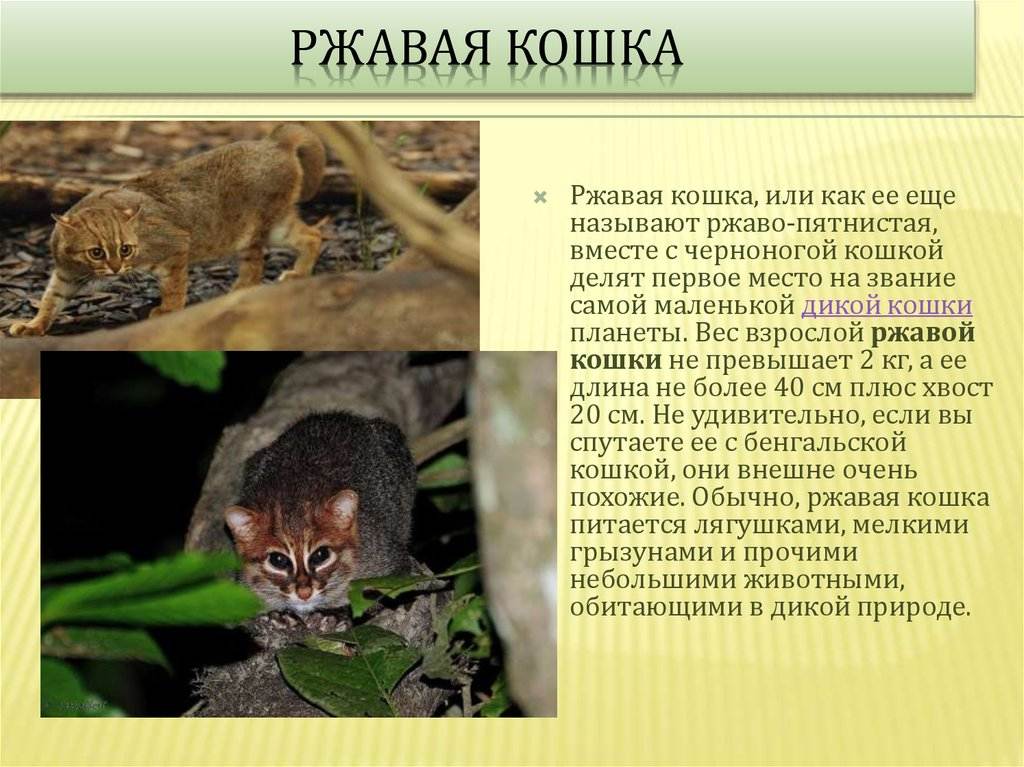 Андская кошка (leopardus jacobitus): фото, интересные факты