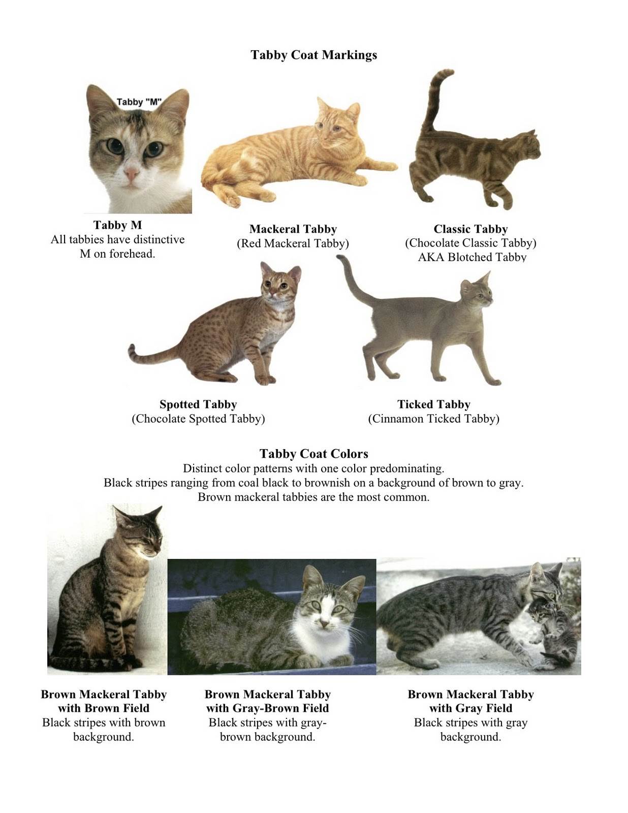 Разновидности окраса тайской кошки с фото: сил, табби, блю и ред пойнт