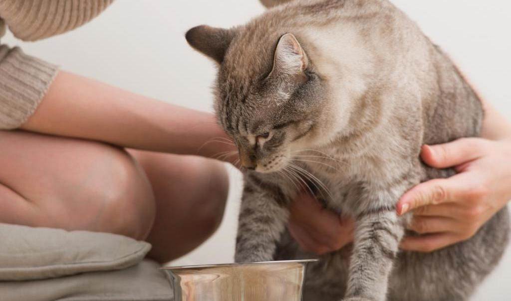 10 причин, почему кошка чихает кровью - что делать