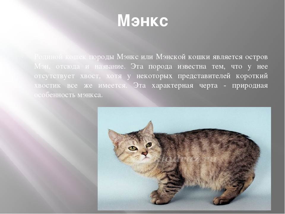 Мэнкс (мэнская бесхвостая кошка): история, внешность, характер и здоровье | ваши питомцы