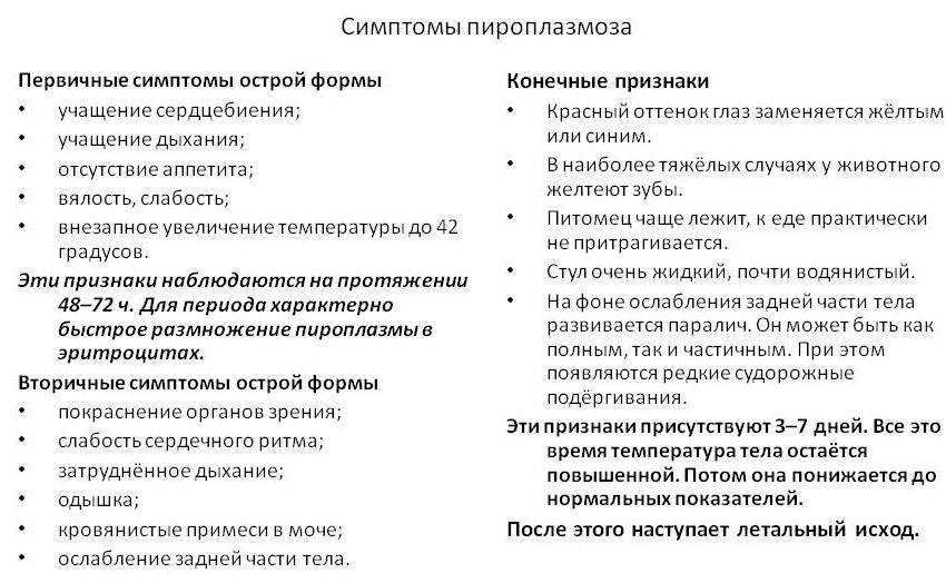 Пироплазмоз у собак: симптомы и лечение в домашних условиях, признаки и профилактика - kotiko.ru