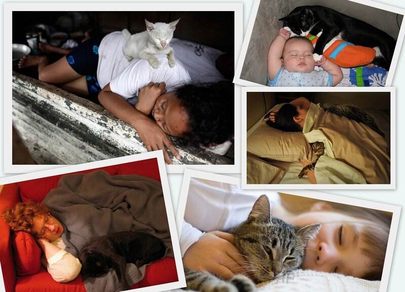 Сон с домашними животными