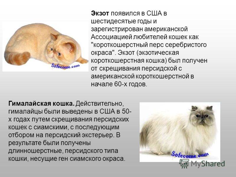 Ликой или кот-оборотень: особенности породы