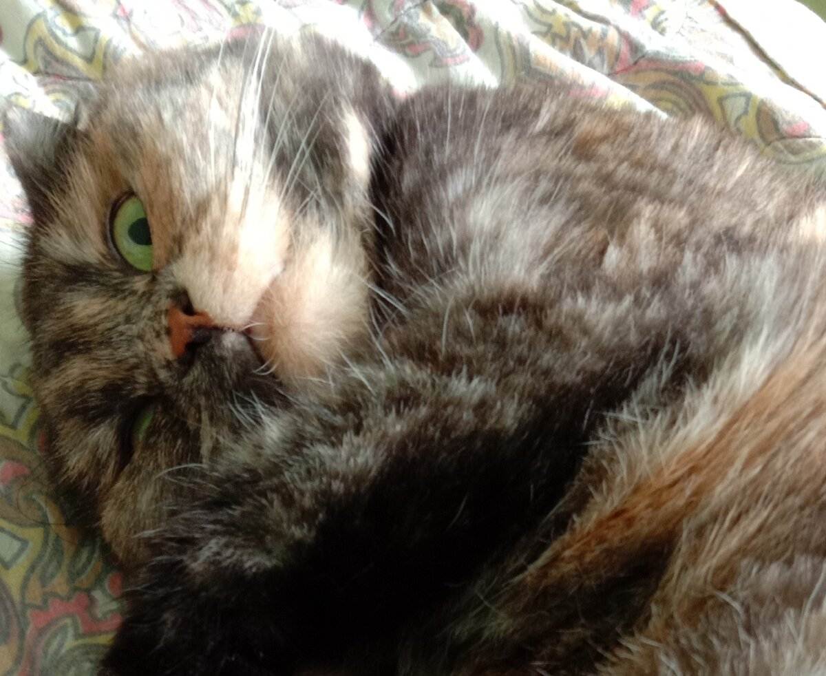 Почему кошки мнут лапами человека, одеяло, делают массаж лапками людям — что это значит