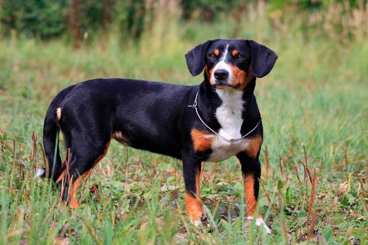 Обзор породы собак энтлебухер зенненхунд: описание стандарта, отзывы и фото