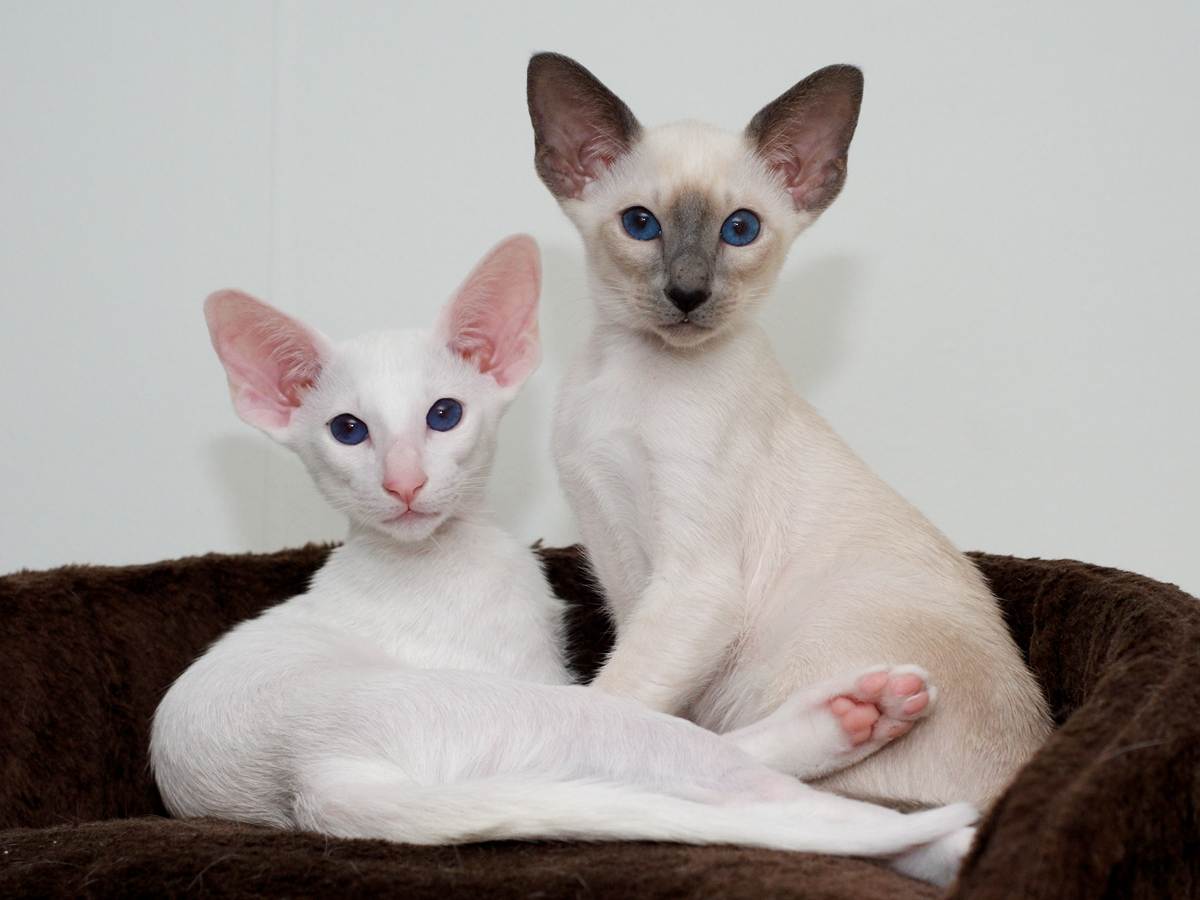 Белая сиамская кошка: особенности породы и содержания - мир кошек