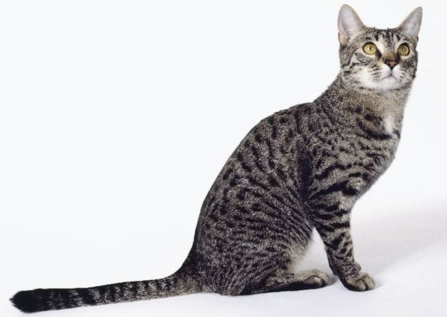 Калифорнийская сияющая кошка, особенности породы, содержание