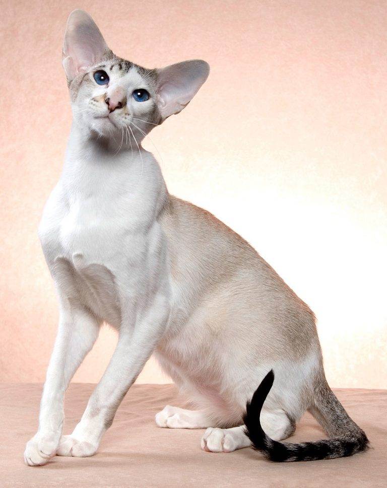 Полосатые породы кошек - названия, описание и фото